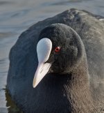 DSC_2531.jpg