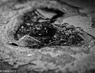 Leaf in puddle (1 of 1).jpg