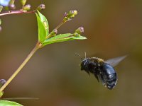 Bee2.jpg