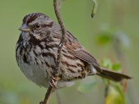 Finch17.jpg