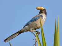 ScrubJay.jpg