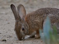 Rabbit3.jpg