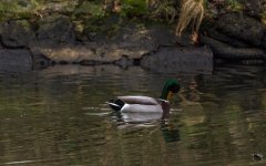 _DSC2636.jpg