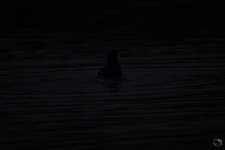 _DSC2697-2.jpg