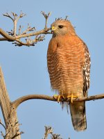 Hawk2.jpg