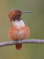 Hummer15.jpg