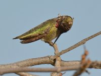 Hummer30.jpg