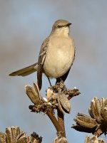 Mockingbird3.jpg