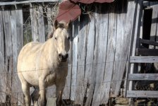 horsie--2.jpg