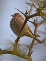 Towhee2.jpg