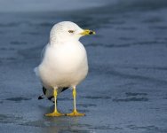 WindyGull 285.jpg