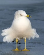 WindyGull 286.jpg