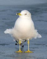 WindyGull 287.jpg