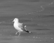 BWGull 283.jpg