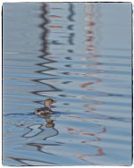 Duck.jpg