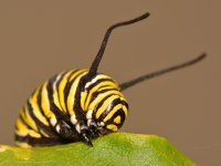 Monarch.jpg