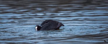 _DSC2700.jpg