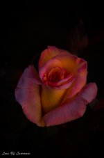 Pink rose-2.jpg