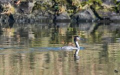 _DSC3159.jpg