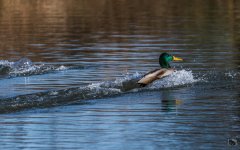 _DSC3056.jpg