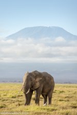 photo safari elephant mountain.jpg