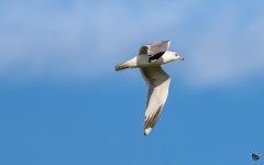 _DSC2997.jpg
