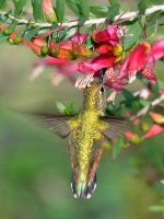 Hummer.jpg