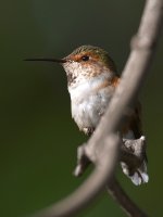 Hummer7.jpg