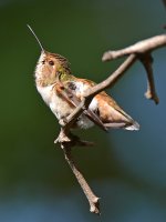 Hummer25.jpg