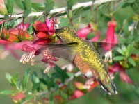 Hummer5.jpg