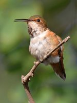 Hummer23.jpg