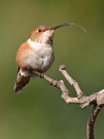 Hummer16.jpg