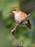 Hummer21.jpg
