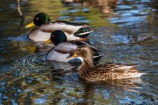 _DSC3100.jpg