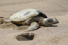 HawaiiTurtles 291.jpg