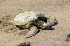 HawaiiTurtles 292.jpg