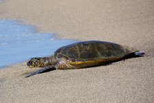 HawaiiTurtles 293.jpg