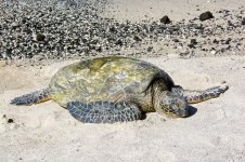 HawaiiTurtles 295.jpg