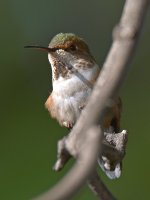 Hummer8.jpg