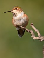 Hummer14.jpg