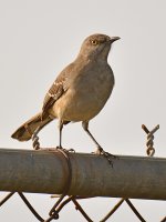 Mockingbird.jpg