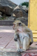 monkey-mountain-3.jpg
