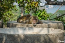 monkey-mountain-7.jpg