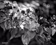 Tradewinds 1-21-15   19 copy1.jpg