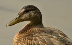 _DSC3491.jpg