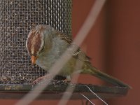 Sparrow2.jpg