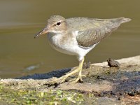 Sandpiper.jpg
