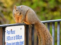 Squirrel.jpg