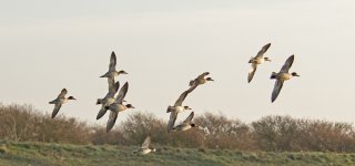 DSC_2806.jpg
