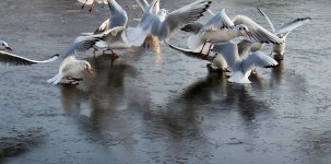 DSC_2721.jpg